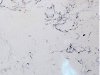 Quartz color:YDL1112 Bianco Carrara